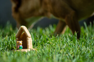 Wall Mural - HO SCALE PHOTOGRAPHY OF COOKIE HOUSE AND MINI TEDDY BEAR ON GREEN GRASS NEXT TO A REAL DOG