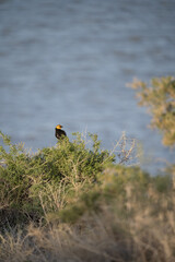 Sticker - Beautiful shot of a yellow-headed blackbird sitting on a tree in front of a lake