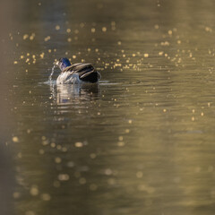 Sticker - Beautiful shot of a duck drinking water from a lake