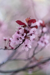 Sticker - Vertical shot of blooming Cherry blossom in the garden