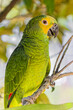 Turquoise-fronted Parrot (Amazona aestiva) in Atlantic forest and Amazon rainforest. Selective focus.