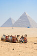 Three camels enjoy the view of Giza Pyramids in Cairo,  Egypt