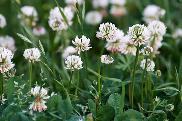 flowers on grass