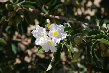 Close-up view of the white blossoms of an Anacahuita Mexican Olive Cordia boissieri tree