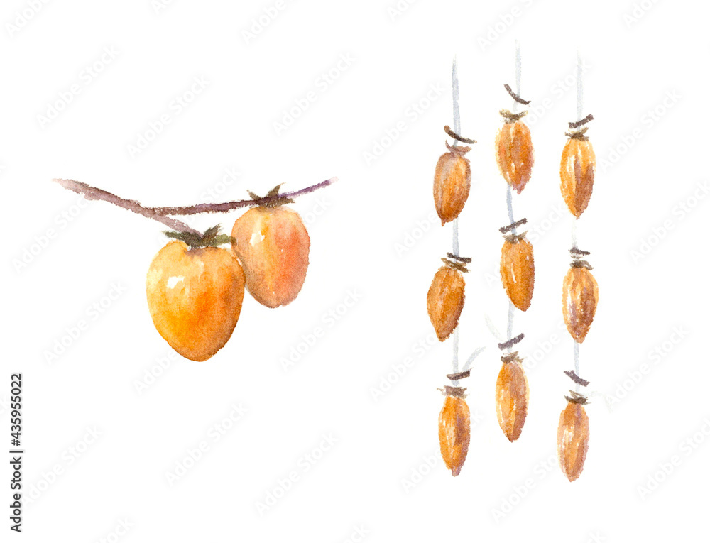 干し柿 鉛筆画 水彩色鉛筆で描く柿 - 横浜のアートスタジオ