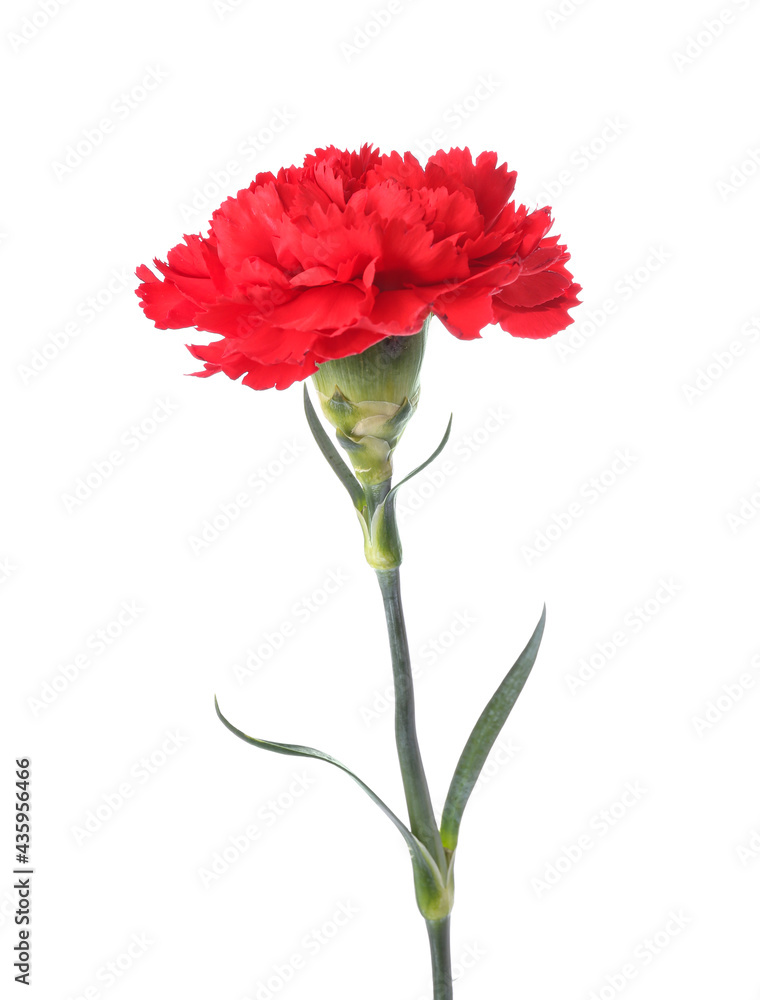 Beautiful carnation flower on white background
