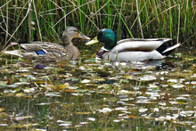 Closeup Shot Of Male And Female Mallard Ducks In A Pond
