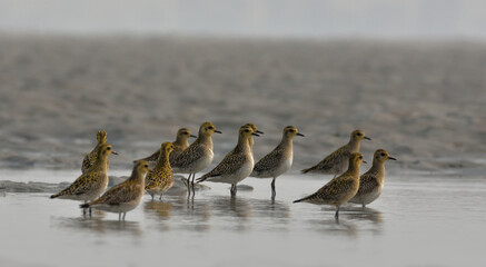 pacific golden plover bird in a riverbed