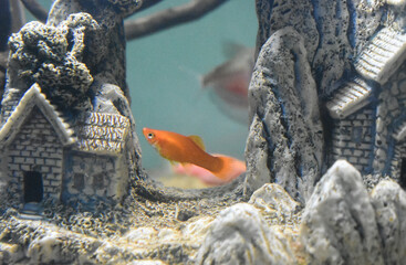 The swordtail, (Xiphophorus hellerii) in Aquarium