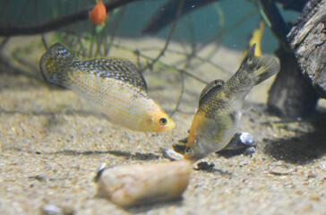 Wall Mural - The Molly fish, (Poecilia sphenops) in Aquarium