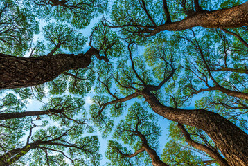 low angle shot of tree crown shyness pattern across blue sky