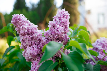 beautiful spring flowers of lilac against the sky