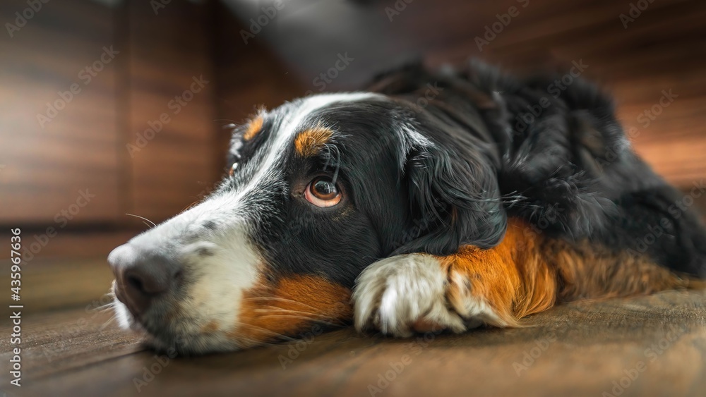 Pies berneńczyk leży na podłodze - mała głębia ostrości - obrazy, fototapety, plakaty 