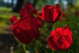 Fototapeta Tulipany - Czerwone wiosenne tulipany w porannym słońcu