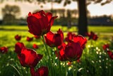 Fototapeta Tulipany - Czerwone wiosenne tulipany w porannym słońcu