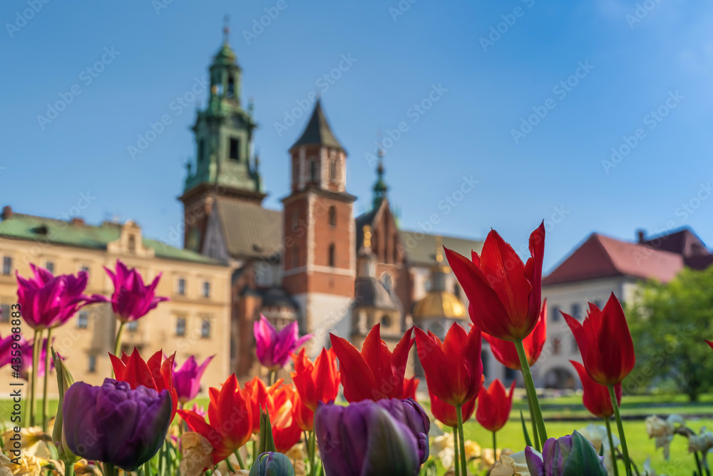 Czerwone wiosenne tulipany w porannym słońcu - obrazy, fototapety, plakaty 