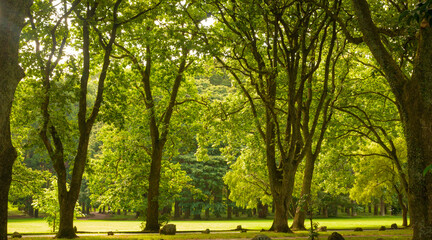 trees in the park