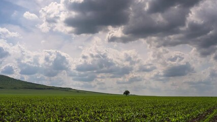 Wall Mural - Amazing time lapse video with spring agricultural field and alone tree in the middle