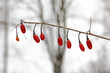Rote Gojibeeren im Winter