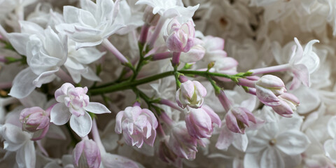 Macro view of white pinkish blooming lilac flower. Krasavitsa moskvy (Beauty of Moscow) Syringa vulgaris cultivar.