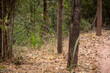 jungle cat or felis chaus or reed or swamp cat kitten taking hide in natural background at bandhavgarh national park or tiger reserve madhya pradesh india