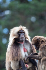 Poster - Cute monkey in its natural habitat in summer