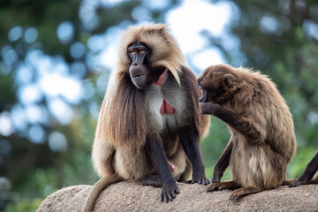 Poster - Cute monkey in its natural habitat in summer