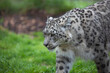 Snow leopard, close up portrait.