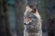 timber - grey wolf, Canis lupus, portrait facing towards camera with plain dark background.
