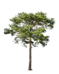 tropical bush shrub pine tree isolated on white background. this has a clipping path