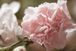 Spraynelke rosa close up, Hintergrund grün