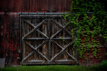 Beautiful Weathered Rustic Wooden Barn Door With X Braces And Green Vines Growing On One Side