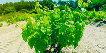 Vineyard In Spain, In Web Banner Format