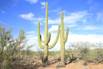 Wall Mural - Saguaro National Park in Arizona, USA