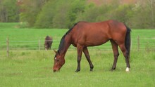 Brown Horse Grazing In Green Pasture.