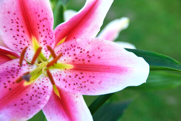 Wall Mural - A close up of a lily flower