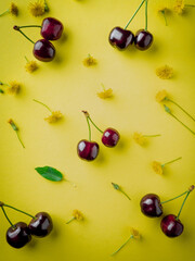 Wall Mural - ripe cherries on yellow background top view. Pattern of fresh red  cherries with sprig . Cherry berries and yellow flowers laid on yellow background.