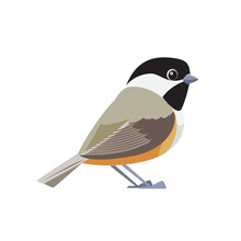 Black-capped Chickadee Is A Small, Songbird. It Is A Passerine Bird In The Tit Family. Cartoon Flat Style Beautiful Character Of Ornithology, Vector Illustration Isolated On White Background