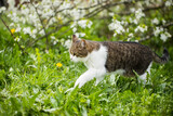 Fototapeta  - Cat Walks On Grass In Spring Garden Outdoor.