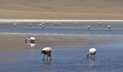 Poster - Group of pink flamingos drinking water from Laguna Verde lake in Bolivia