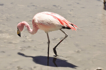 Sticker - Closeup shot of a pink flamingo reflected on the muddy water