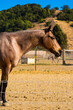 Vertical shot of a light brown horse from the side standing behind a fence in a field