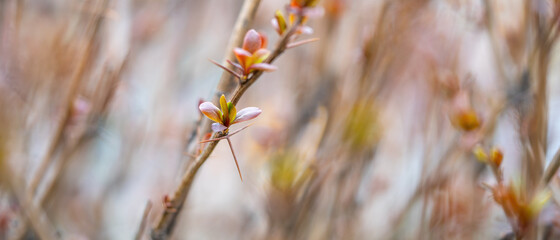 Wall Mural - Branch with blossoming leaves and needles and thorns