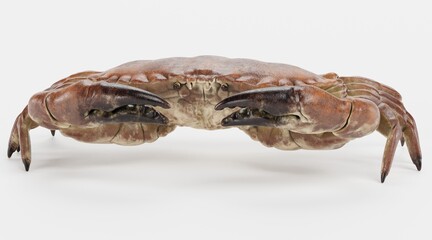 Wall Mural - Realistic 3D Render of Edible Crab