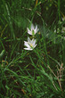 Białe kwiatki polne delikatne