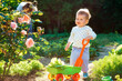 Happy toddler girl with a toy cart filled with lettuce, helps to harvest in the garden. Sunset light at summer garden. Gardening concept