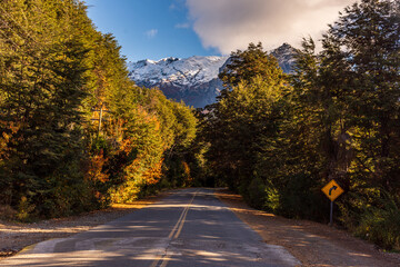 Wall Mural - Beautiful shot of a road through a dense forest in Bariloche, Patagonia, Argentina