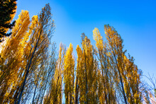 Beautiful Shot Of Yellow Poplars In Autumn On The Background Of The Clear Sky