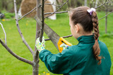 Fototapeta  - Little Girl Sawing Branches Apple In Garden In Spring Close Up.