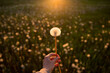 Bouquet of dandelions in hand at sunset in summer